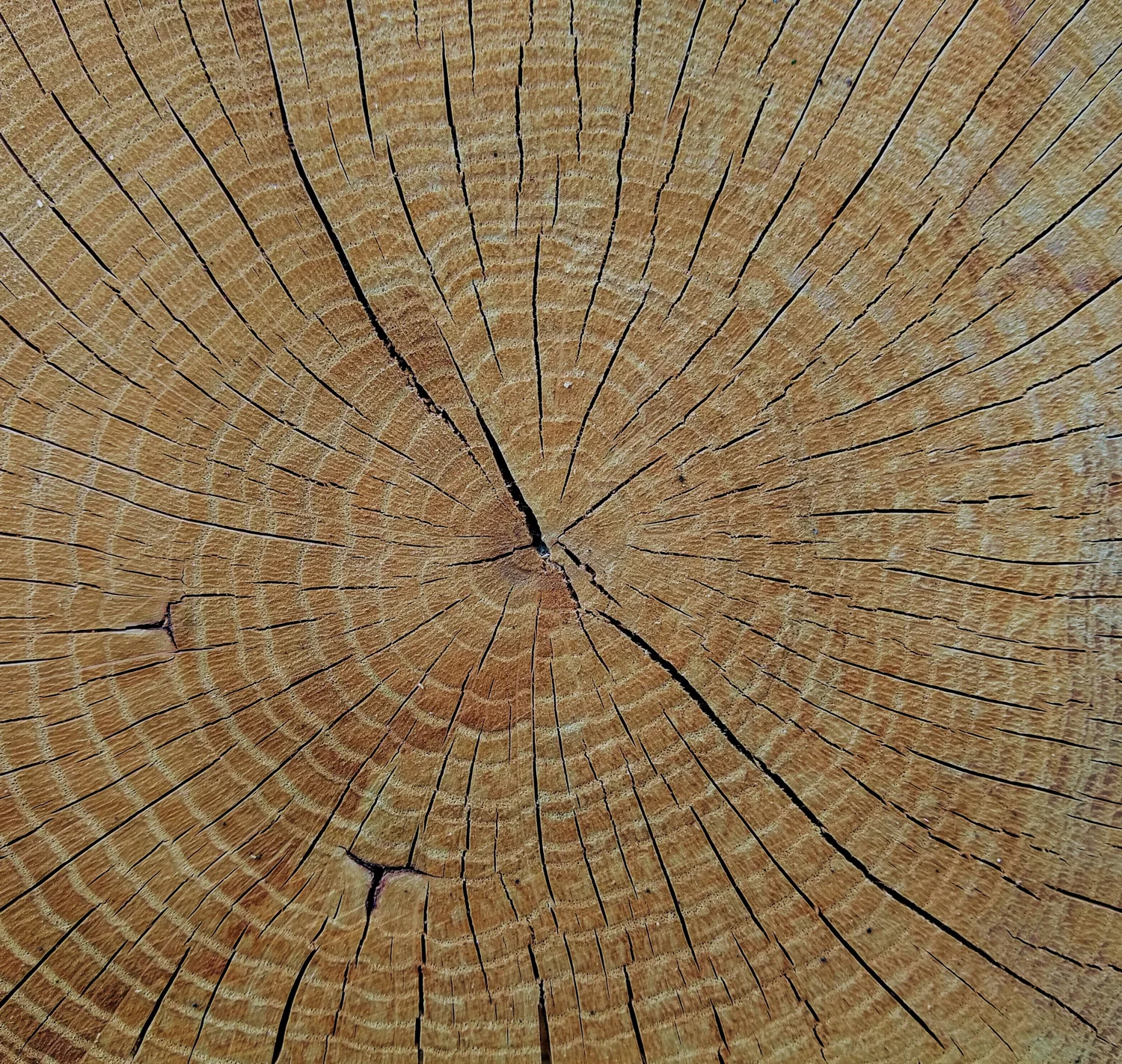 Dwarsdoorsnede van een eikenstam