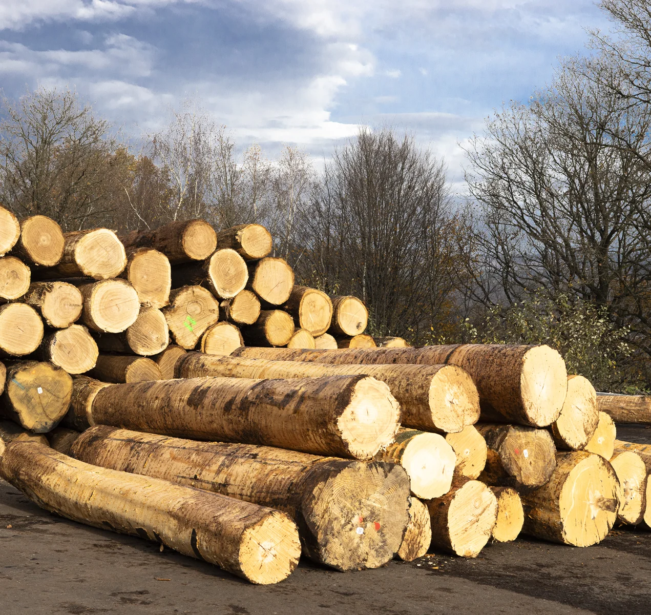 Gestapelde, gedeeltelijk ontschorste boomstammen
