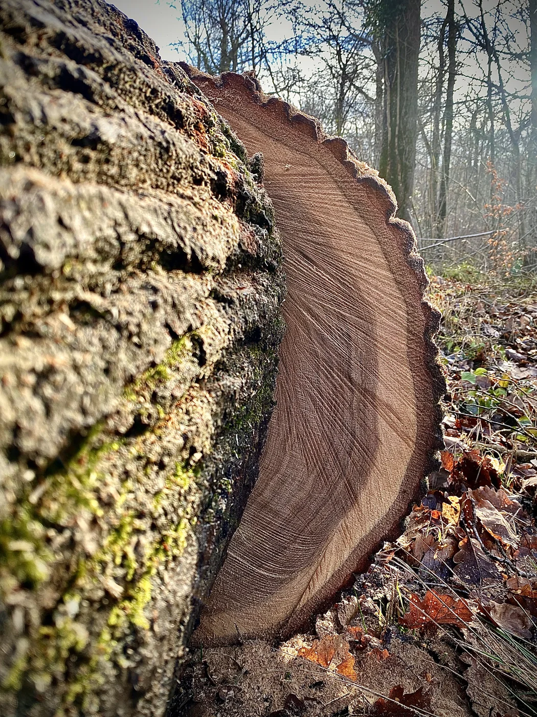 Oak, a raw material